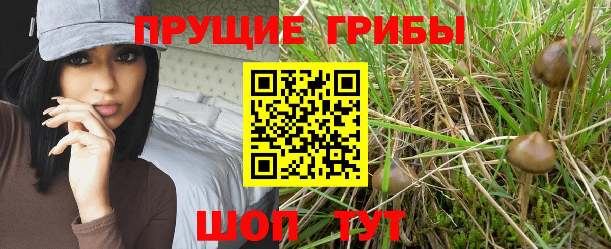 Галлюциногенные грибы Psilocybe  сколько стоит  Вход с VPN  Ржев  Псилоцибиновые грибы мицелий 
